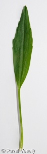 Ranunculus flammula – pryskyřník plamének