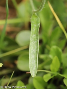 Ranunculus illyricus – pryskyřník illyrský