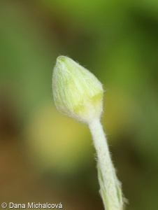 Ranunculus illyricus