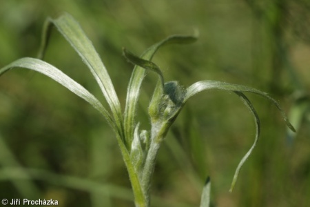 Ranunculus illyricus – pryskyřník illyrský