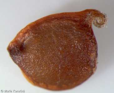 Ranunculus lanuginosus – pryskyřník kosmatý