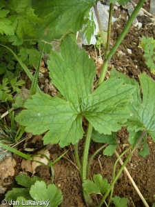 Ranunculus lanuginosus – pryskyřník kosmatý