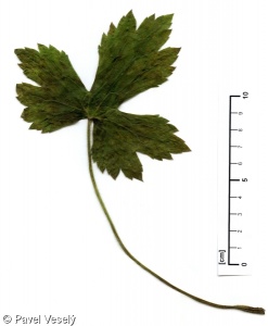 Ranunculus lanuginosus