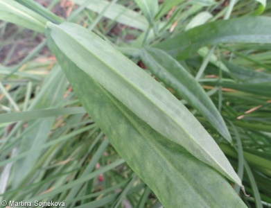 Ranunculus lingua – pryskyřník velký