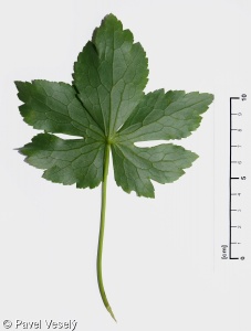 Ranunculus platanifolius – pryskyřník platanolistý