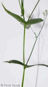 Ranunculus platanifolius – pryskyřník platanolistý