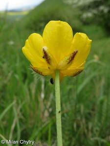 Ranunculus polyanthemos agg. – okruh pryskyřníku mnohokvětého