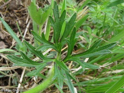 Ranunculus polyanthemos – pryskyřník mnohokvětý