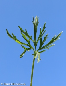 Ranunculus polyanthemos – pryskyřník mnohokvětý