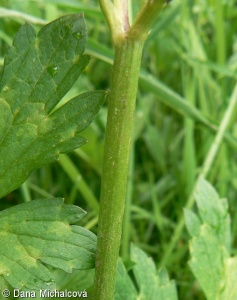 Ranunculus repens – pryskyřník plazivý
