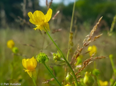 Ranunculus sardous – pryskyřník sardinský