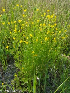 Ranunculus sardous