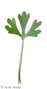 Ranunculus sceleratus – pryskyřník lítý