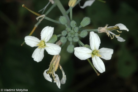 Raphanus sativus &ndash; ředkev setá