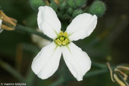 Raphanus sativus &ndash; ředkev setá