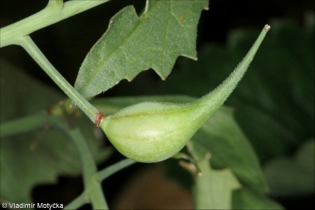 Raphanus sativus &ndash; ředkev setá