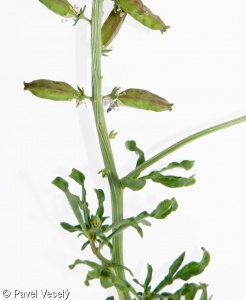 Reseda alba subsp. alba – rýt bílý pravý