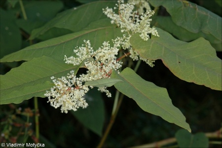 Reynoutria ×bohemica &ndash; křídlatka česká