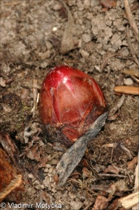 Reynoutria ×bohemica &ndash; křídlatka česká