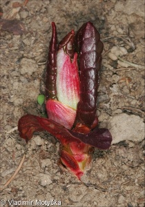 Reynoutria ×bohemica &ndash; křídlatka česká