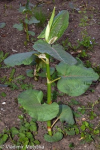 Reynoutria ×bohemica &ndash; křídlatka česká
