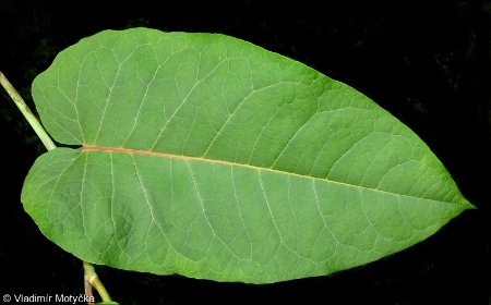 Reynoutria ×bohemica &ndash; křídlatka česká