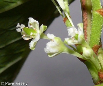 Reynoutria ×bohemica – křídlatka česká
