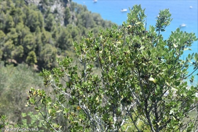 Rhamnus alaternus