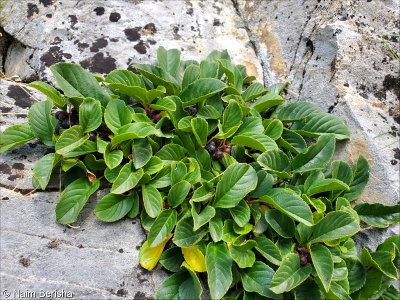 Rhamnus pumila subsp. pumila