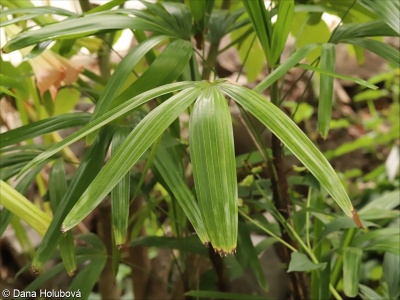 Rhapis excelsa