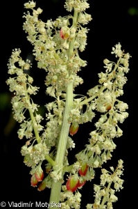 Rheum rhabarbarum &ndash; reveň kadeřavá