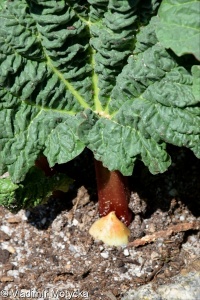 Rheum rhabarbarum &ndash; reveň kadeřavá