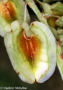 Rheum rhabarbarum &ndash; reveň kadeřavá