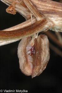 Rheum rhabarbarum &ndash; reveň kadeřavá