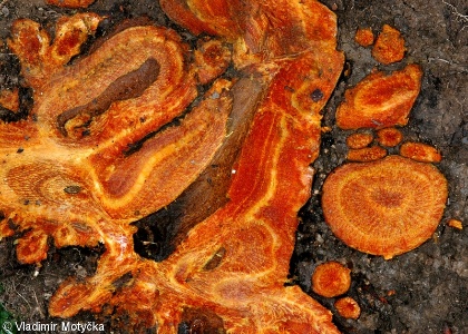 Rheum rhabarbarum &ndash; reveň kadeřavá