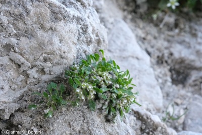 Rhizobotrya alpina