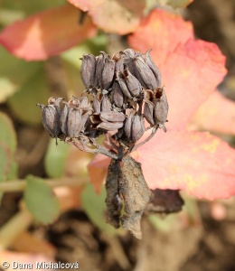 Rhodiola rosea – rozchodnice růžová