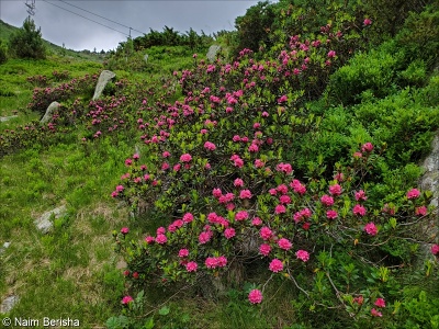 Rhododendron ferrugineum – pěnišník rezavý, rododendron rezavý