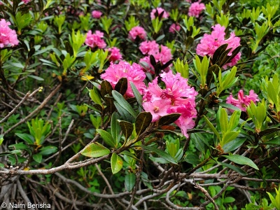 Rhododendron ferrugineum – pěnišník rezavý, rododendron rezavý