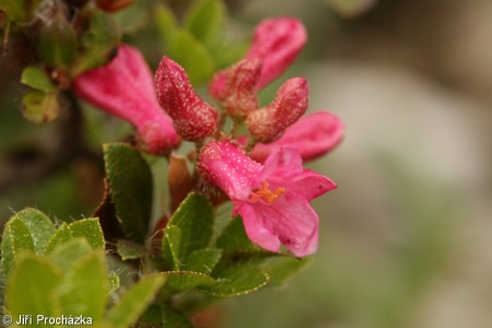Rhododendron hirsutum – pěnišník chlupatý, rododendron chlupatý