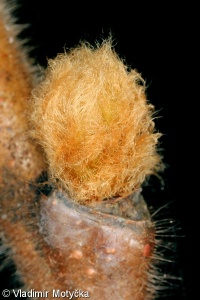 Rhus typhina – škumpa orobincová, š. ocetná