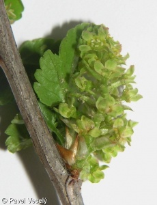 Ribes alpinum – rybíz alpínský, meruzalka alpínská