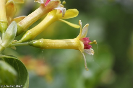 Ribes aureum – meruzalka zlatá