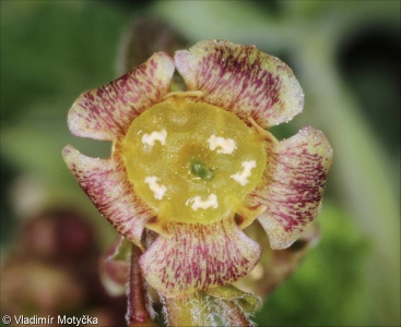 Ribes nigrum &ndash; rybíz černý