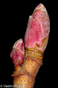 Ribes nigrum &ndash; rybíz černý