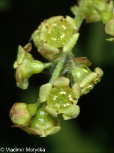 Ribes rubrum aggr.