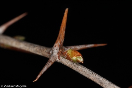 Ribes uva-crispa