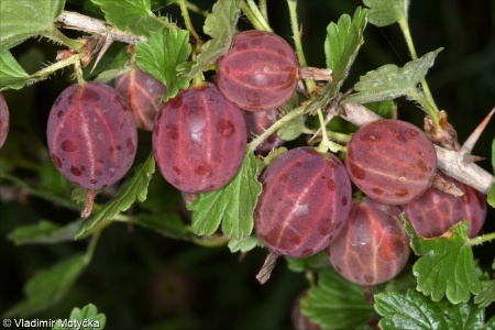 Ribes uva-crispa