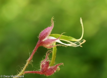 Robinia hispida – trnovník srstnatý
