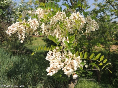 Robinia pseudoacacia – trnovník akát, akát